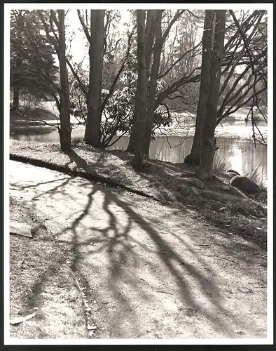 Fotografie Albin Müller, Hamburg, Baumgruppe am Wegesrand vor Gewässer in einem Landschaftspark, Grossformat 23 x 29cm