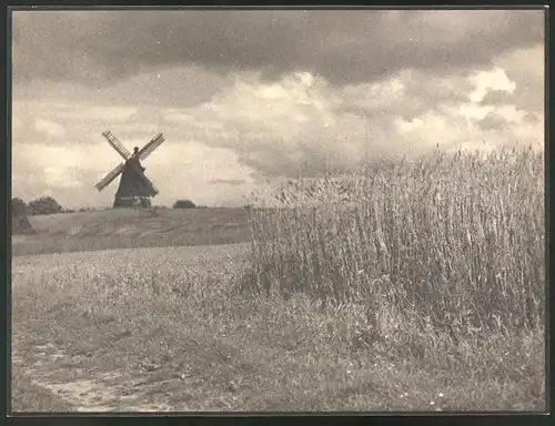Fotografie Albin Müller, Hamburg, Windmühle am Kornfeld in der Lüneburger Heide, Grossformat 28 x 20cm