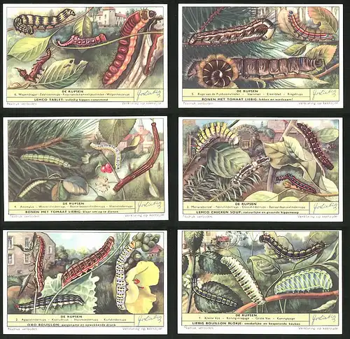 6 Sammelbilder Liebig, Serie Nr. 1639: De Rupsen, Kleine Vos, Koninginnepage, Grote Vos, Koningspage