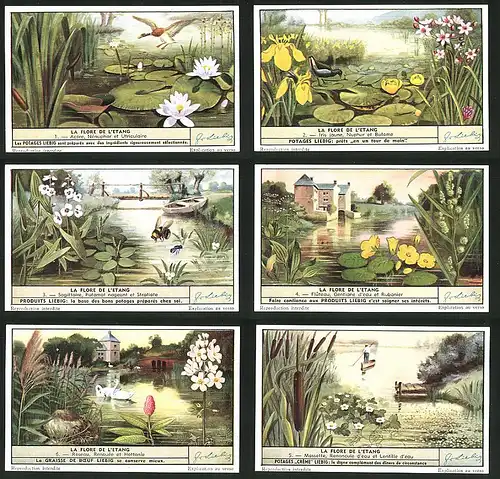 6 Sammelbilder Liebig, Serie Nr. 1516: La Flore de l`Etang, Roseau, Renouée et Hottonie, Flûteau, Sagittaire