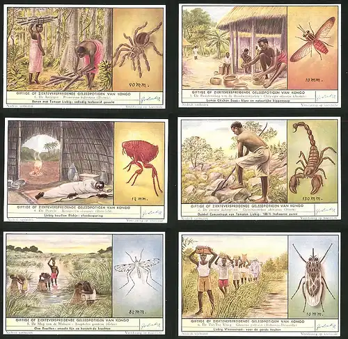6 Sammelbilder Liebig, Serie Nr. 1637: Giftige of Ziekteverspreidende Geleedpotigen van Kongo, De Pestvlo, Aardspin