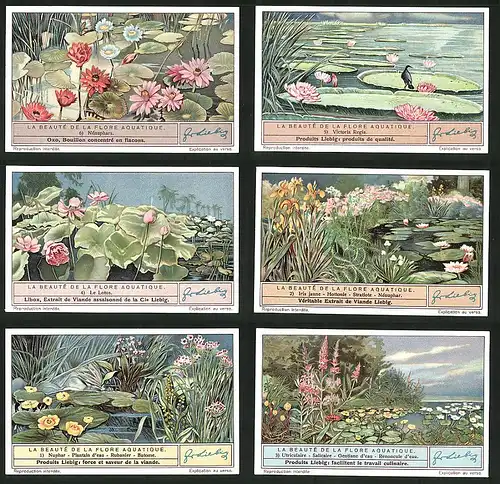 6 Sammelbilder Liebig, Serie Nr. 1329: La Beauté de la Flore Aquatique, Utriculaire, Salicaire, Nuphar, Butome, Nénuphar