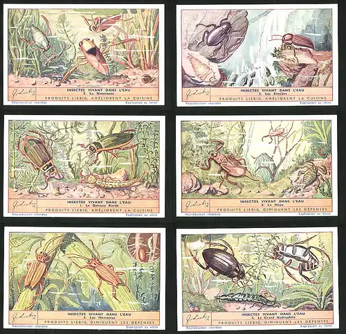 6 Sammelbilder Liebig, Serie Nr. 1357: Insectes vivant dans L`Eau, Hémonies, Hydrophile, Népe, Le Dytique Bordé