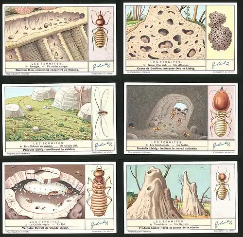 6 Sammelbilder Liebig, Serie Nr. 1364: Les Termites, Termitiéres, Un Ouvrier, La Cellule royale, Le Roi, Un Soldat