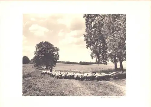 Fotografie Thomas A. Müller, Ammersbek, Schafhirte mit seiner Herde in der Lüneburger Heide, Grossformat 45 x 34cm