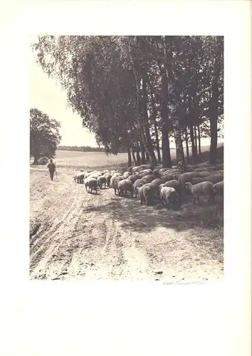Fotografie Thomas A. Müller, Ammersbek, Schafhirte mit Herde in der Lüneburger Heide, Grossformat 34 x 45cm