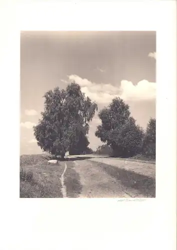 Fotografie Thomas A. Müller, Ammersbek, unbekannter Ort, Landstrasse in der Lüneburger Heide, Grossformat 34 x 45cm