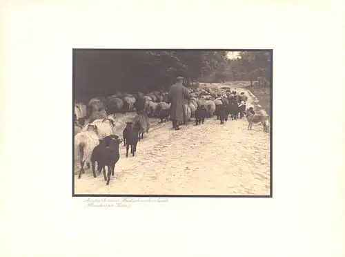 Fotografie Albin Müller, Hamburg, Schäfer mit Heidschnuckenherde in der Lüneburgerheide, Grossformat 39 x 29cm