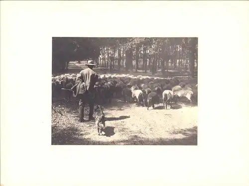 Fotografie Albin Müller, Hamburg, Schäfer mit Heidschnuckenherde & Hütehund in der Lüneburger Heide, 39 x 29cm