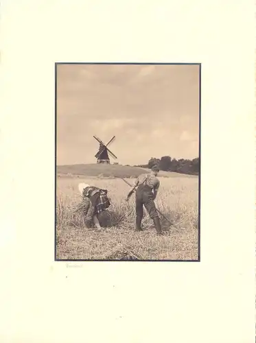Fotografie Albin Müller, Hamburg, unbekannter Ort, Bauernpaar bei der Ernte vor einer Windmühle in der Lüneburger Heide