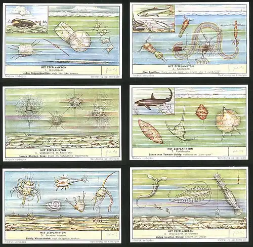 6 Sammelbilder Liebig, Serie Nr. 1674: Het Zeeplankton, Peridineeen, Globigerina, Copepoden, Diatomeeen