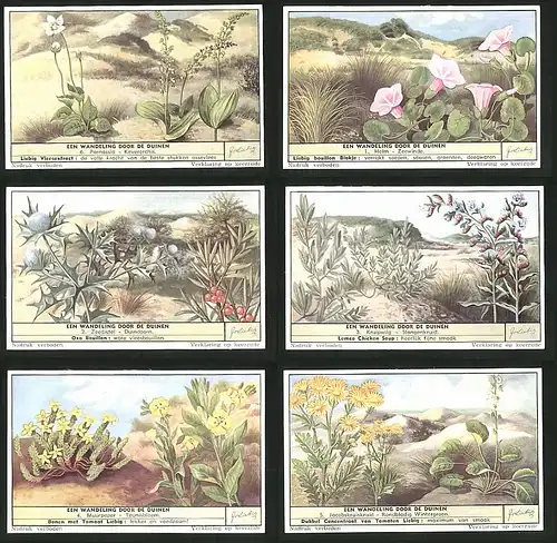 6 Sammelbilder Liebig, Serie Nr. 1622: Een Wandeling door de Duinen, Helm, Zeedistel, Duindoorn, Parnassia, Kruipwilg