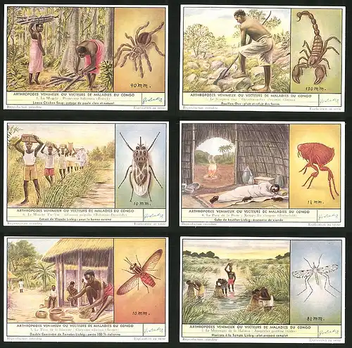 6 Sammelbilder Liebig, Serie Nr. 1637: Arthropodes Venimeux ou vecteurs de Maladies du Congo, Moustique, Chrysops