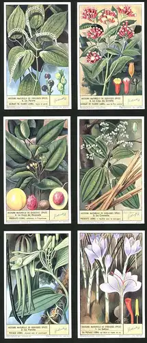 6 Sammelbilder Liebig, Serie Nr. 1577: Histoire Naturelle de Quelques Epices, Le Safran, La Vanille, La Cannelle