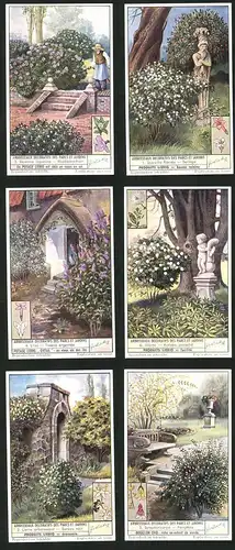 6 Sammelbilder Liebig, Serie Nr. 1532: Arbrisseaux Decoratifs des Parcs et Jardins, Forsythia, Viorne, Lilas, Seringa