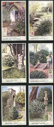 6 Sammelbilder Liebig, Serie Nr. 1532: Arbrisseaux Deoratifs des Parcs et Jardins, Seringa, Rhododendron, Viorne