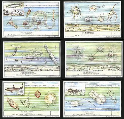 6 Sammelbilder Liebig, Serie Nr.: 1674, Het Zeeplankton, Diatomeeen, Walt, Hai, Peridineeen, Weeldieren