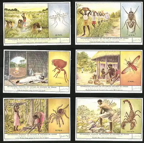 6 Sammelbilder Liebig, Serie Nr.: 1637, Arthropodes Venimeux ou Vectreurs de Maladies du Congo, Skorpion, Spinne, Fliege