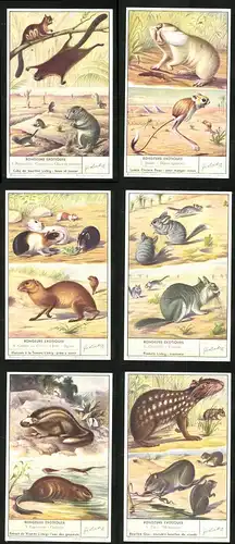 6 Sammelbilder Liebig, Serie Nr.: 1600, Rongeurs Exotiques, Paca, Ondatra, Chinchilla, Agouti, Cochon, Spalax, Dipus