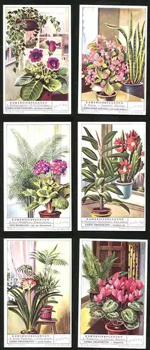 6 Sammelbilder Liebig, Serie Nr.: 1574, Kamersierplanten, Nephrolepis, Kentia Forsteriana, Ficus elastica, Primula