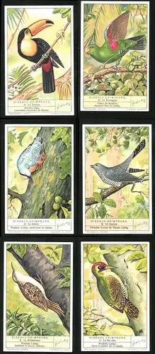 6 Sammelbilder Liebig, Serie Nr.: 1365, Oiseaux Grimpeurs, Le Pic vert, Coucou, Sittelle, Perroquet, Toucan, Grimpereau