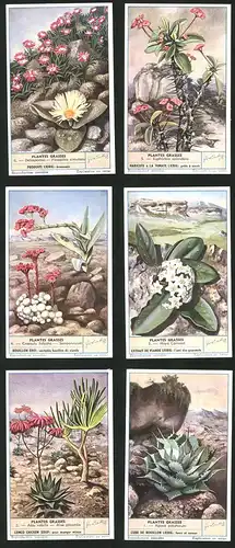 6 Sammelbilder Liebig, Serie Nr. 1625: Plantes Grasses, Agave potatorum, Aloe nobilis, Aloe plicatilis, Hoya Carnosa