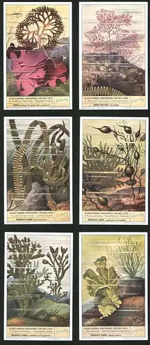 6 Sammelbilder Liebig, Serie Nr. 1557: Algues Marines Rencontrees sur nos Cotes, Ulva lactuca, Fucus serratus