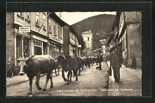 AK Friedrichroda / Thüringen, Heimkehr der Kuhherde in den Ort