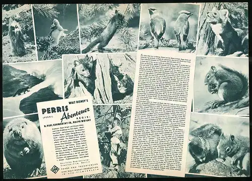 Filmprogramm IFB Nr. 4350, Perris Abenteuer, Naturdokumentation, Regie: N. Paul Kenworthy jr., Ralph Wright, Walt Disney