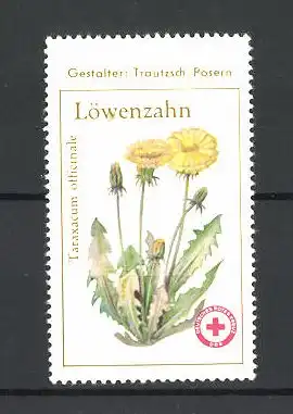 Reklamemarke Deutsches Rotes Kreuz der DDR, Löwenzahn, Taraxacum officinale