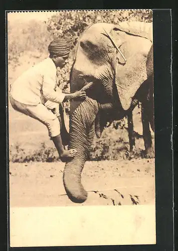 AK Junger Mahut auf dem Rüssel seines Elefanten