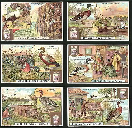6 Sammelbilder Liebig, Serie Nr. 803: Witwenente, Indianer, Krickente, Brandente, Eiderente, Stockente, Fuchsente