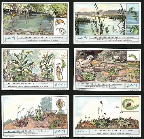 6 Sammelbilder Liebig, Serie Nr. 1282: Vleeschetende Planten, Vetblad, Zonnedauw, Urnenplant, Aldrovanda, Blassjeskruid