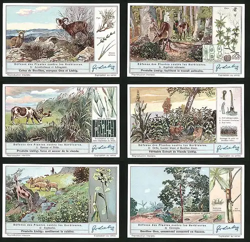 6 Sammelbilder Liebig, Serie Nr. 1352: Défense des Plantes contre les Herbivores, Cecropia, Euphorbe, Roseau et Préle