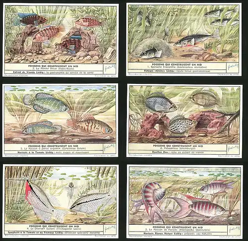 6 Sammelbilder Liebig, Serie Nr. 1597: Poissons qui Construisent un nid, La Perche Bleue, Polycentrus Schomburgkii