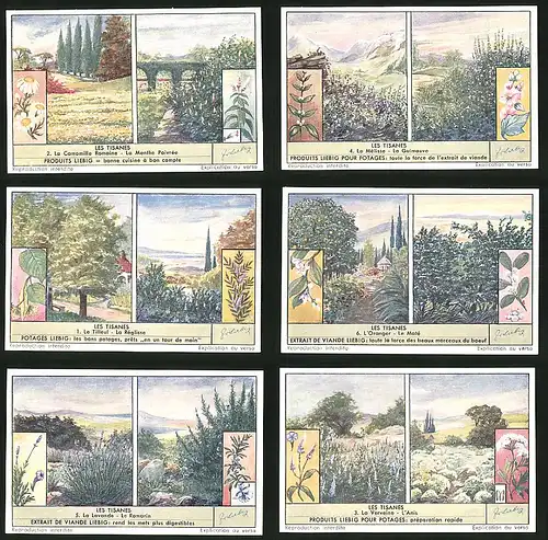 6 Sammelbilder Liebig, Serie Nr. 1579: Les Tisanes, L`Anis, La Verveine, Le Romarin, La Lavande, Le Maté
