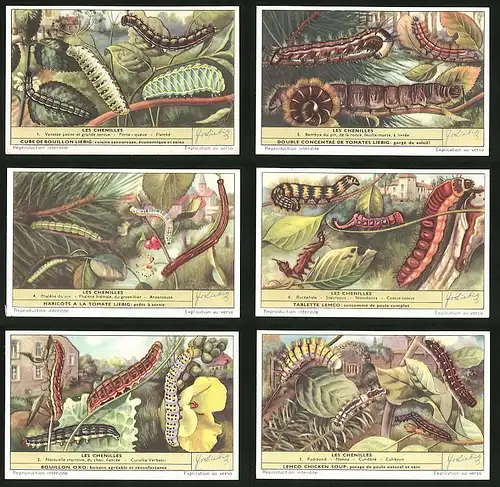 6 Sammelbilder Liebig, Serie Nr. 1639: Les Chenilles, Pudibond, Nonne, Stauropus, Notodonta, Arpenteuse, Flambé