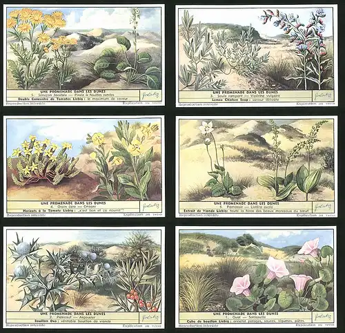 6 Sammelbilder Liebig, Serie Nr. 1622: Une Promenade dans les Dunes, Oyat, Soldanelle, Panicaut, Argousier, Parnassie