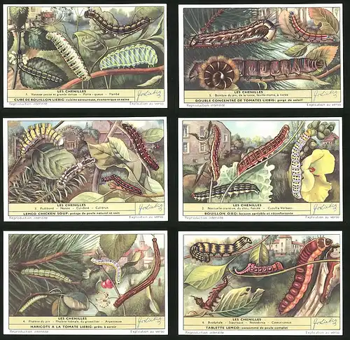 6 Sammelbilder Liebig, Serie Nr. 1639: Les Chenilles, Bucéphale, Stauropus, Notodonta, Arpenteuse, Nonne, Pudibond
