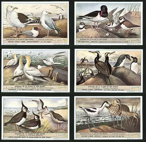 6 Sammelbilder Liebig, Serie Nr. 1610: Oiseaux de la Plage et des Dunes, Avocette et Courlis, Cormoran, Pingouin