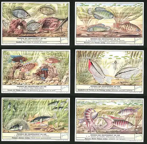 6 Sammelbilder Liebig, Serie Nr. 1597: Poissons qui Construisent un nid, Epinoche triacanthe, La Perche Bleue, Fische