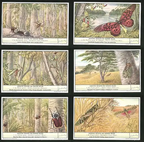 6 Sammelbilder Liebig, Serie Nr. 1644: Insectes geants du Congo Belge, Le Goliath géant, Ugada limbata, La Cigale géante