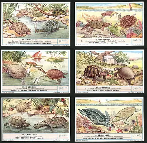 6 Sammelbilder Liebig, Serie Nr. 1703: De Schildpadden, Matamata, Sternothaerus, Nijltrionyx, Slanghalsschildpad