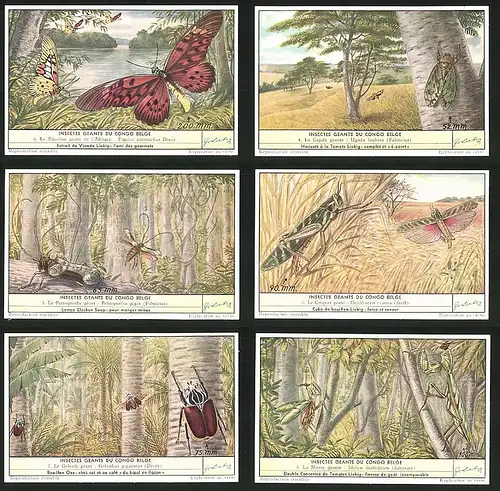 6 Sammelbilder Liebig, Serie Nr. 1644: Insectes geants du Congo Belge, La Mante géante, Idolum diabolicum, Schmetterling