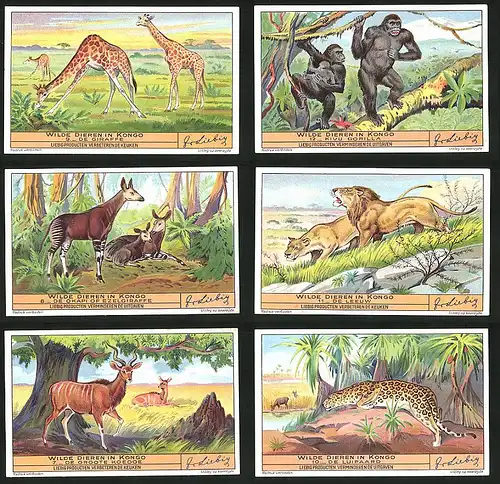 6 Sammelbilder Liebig, Serie Nr. 1349b: Wilde dieren in Kongo, De Luipaard, De groote Koedoe, De Leeuw, Kivu Gorilla