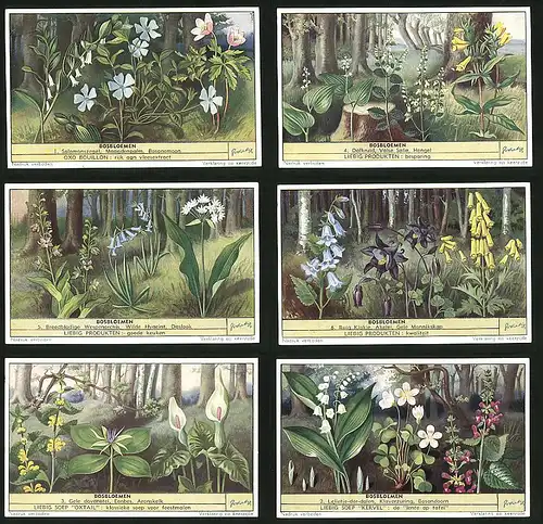 6 Sammelbilder Liebig, Serie Nr. 1568: Bosbloemen, Bosandoorn, Aronskelk, Akelei, Daslook. Hyacint, Hengel