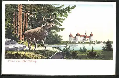 AK Moritzburg, ein Hirsch am Ufer mit Blick zur Burg