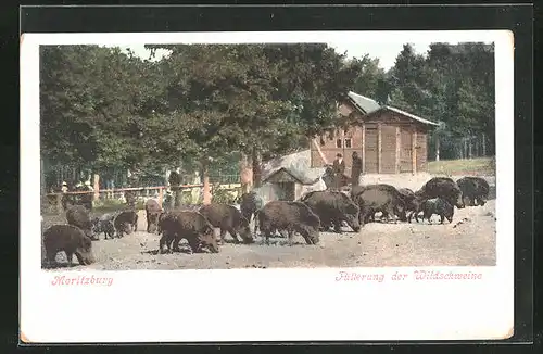 AK Moritzburg, Fütterung der Wildschweine