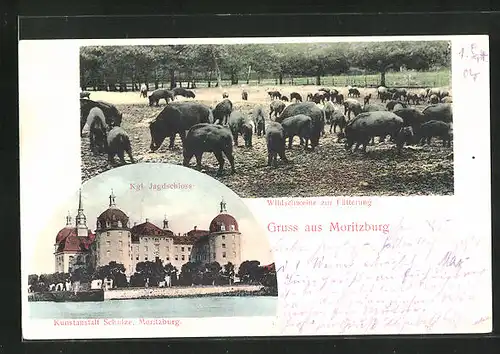AK Moritzburg, Kgl. Jagdschloss, Wildschweine zur Fütterung