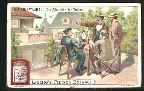 Sammelbild Liebig, Die Breiftaube, Rückkehr der Tauben